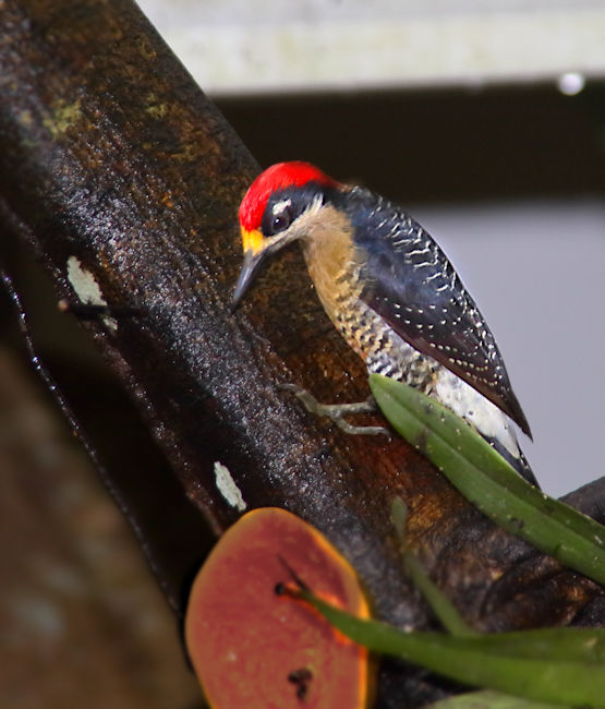 Black-cheeked Woodpecker 3 CostaRica LaSelva 6859