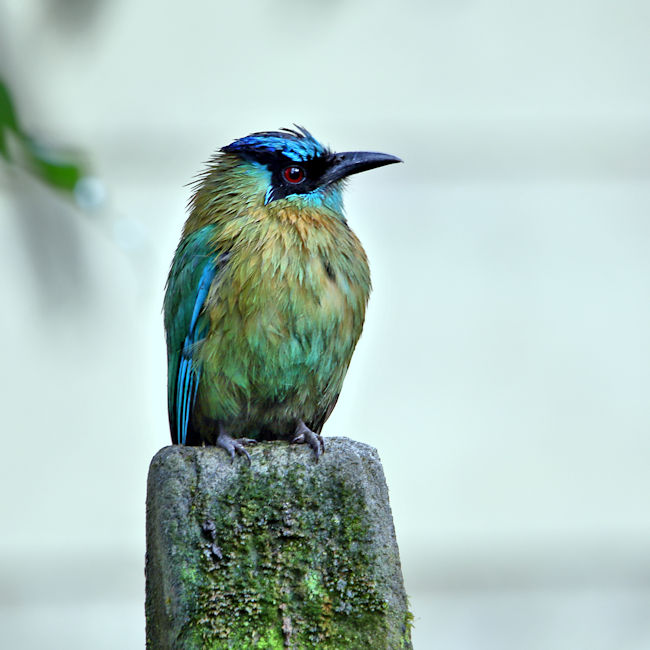 Blue-crowned Motmot 2 CostaRica Monteverde Momotus coeruliceps
