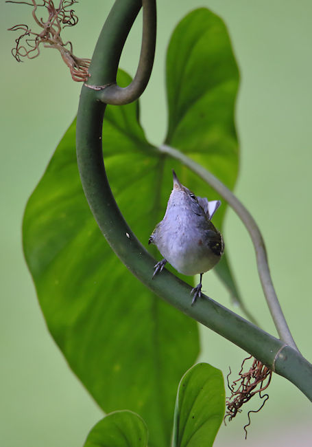 Blue-grey Tanager CostaRica LaSelva Thraupis episcopus