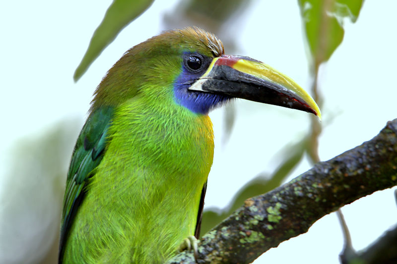 Blue-throated Toucanet CostaRica Monteverde Aulacorhynchus caeruleogularis