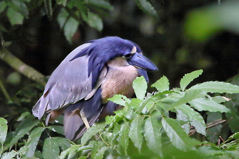 Boat-billed Heron 3 CostaRica LaSelva Cochlearius cochlearius