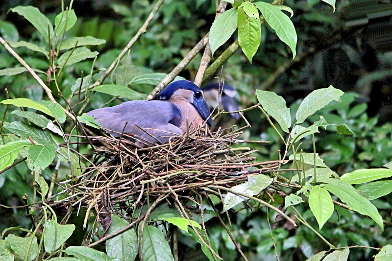 Boat-billed Heron 4 CostaRica LaSelva Cochlearius cochlearius