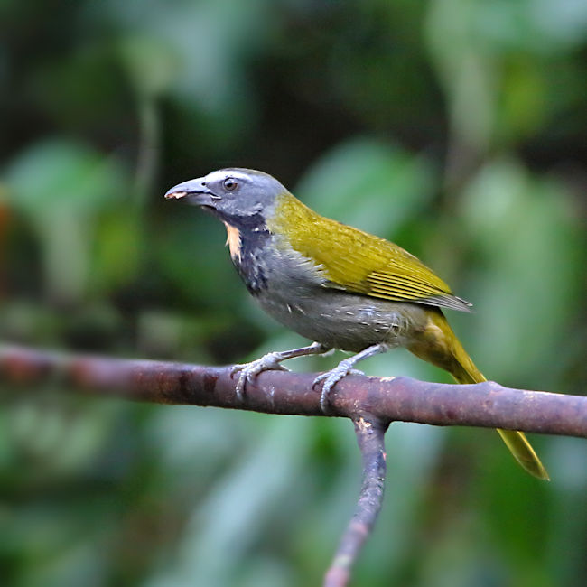 Bush-throated Saltator CostaRica LaSelva Saltator maximus 