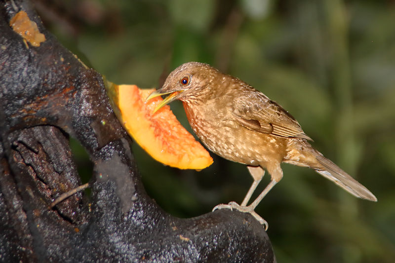 Clay-coloured Thrush 2 CostaRica LaSelva Turdus grayi