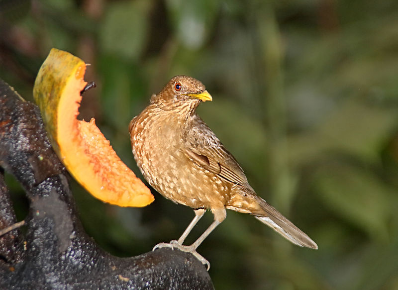 Clay-coloured Thrush 3 CostaRica LaSelva Turdus grayi