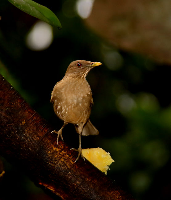Clay-coloured Thrush CostaRica LaSelva Turdus grayi
