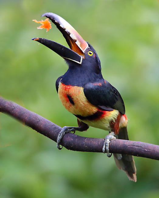 Collared Aracari Toucan CostaRica Arenal Pteroglossus torquatus