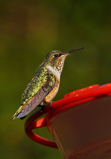 CostaRica LaSavegra DSC09497