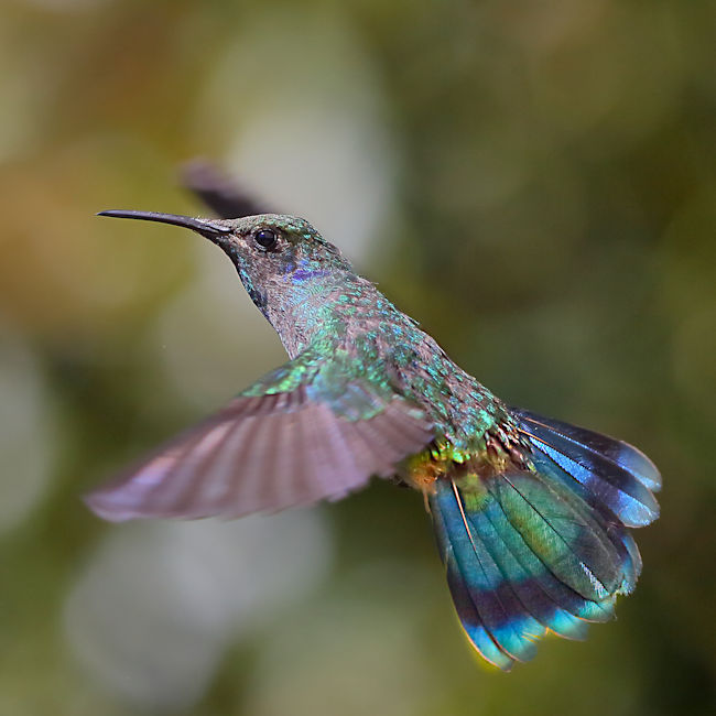 CostaRica LaSavegre 7848