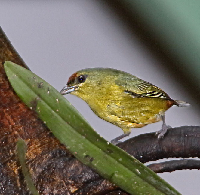 CostaRica LaSelva 6873