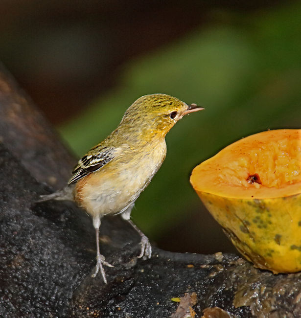 CostaRica LaSelva 6888