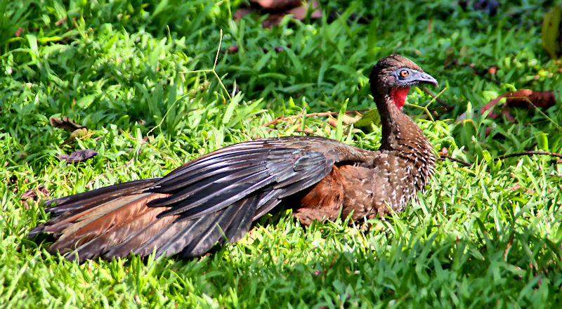 Crested Guan CostaRica LaSelva Penelope purpurascens Female