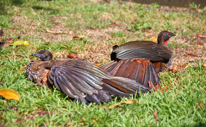 Crested Guan Females CostaRica LaSelva Penelope purpurascens