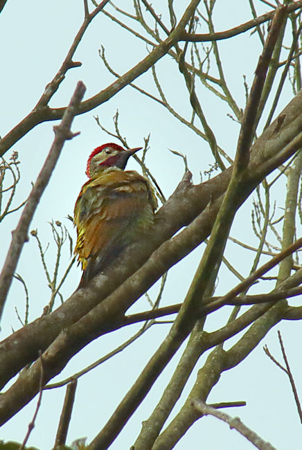 Golden-olive Woodpecker Female CostaRica Monteverde Colaptes rubiginosus