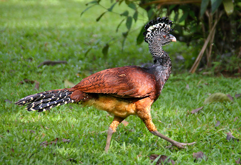 Great Curassow CostaRica LaSelva Crax rubra Female Rufous morph
