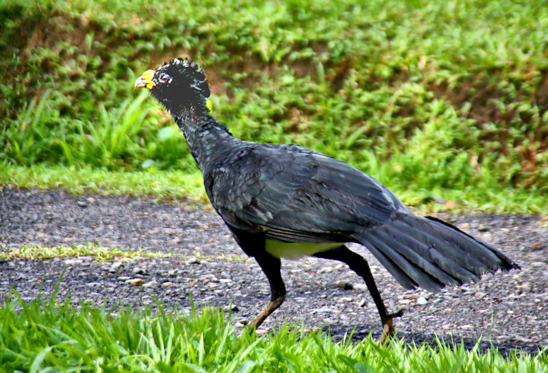 Great Curassow CostaRica LaSelva Crax rubra Male
