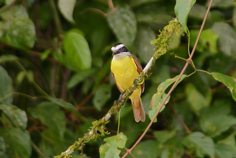 Great Kiskadee 2 CostaRica LaSelva Pitangus sulphuratus