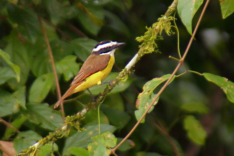 Great Kiskadee CostaRica LaSelva Pitangus sulphuratus