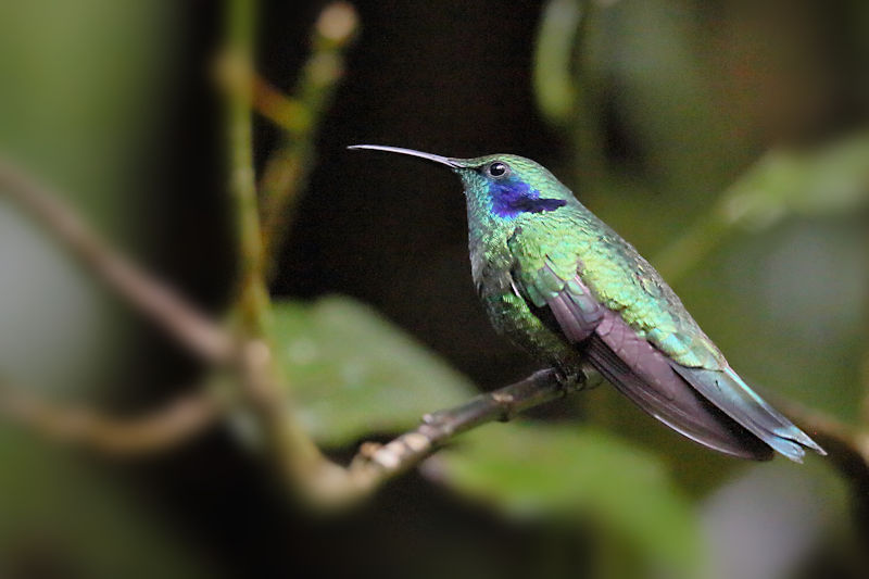Green Violetear Hummingbird 11 CostaRica Monteverde Colibri thalassinus