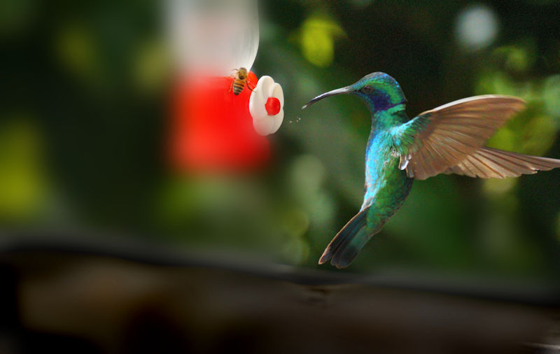 Green Violetear Hummingbird 12 LaSevegre Colibri thalassinus1
