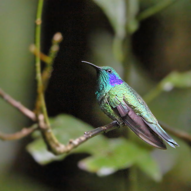 Green Violetear Hummingbird 1 CostaRica Monteverde Colibri thalassinus