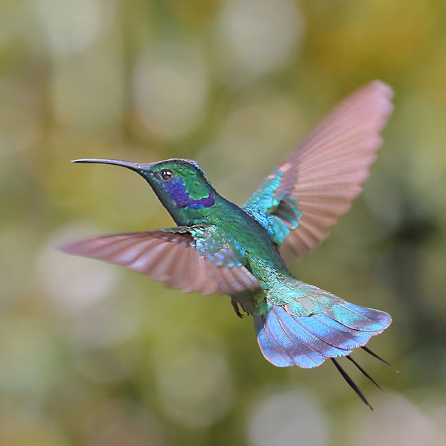 Green Violetear Hummingbird 4 CostaRica LaSavegre Colibri thalassinus