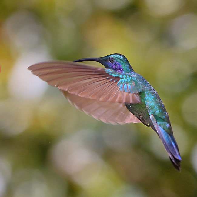 Green Violetear Hummingbird 7 CostaRica LaSavegre Colibri thalassinus
