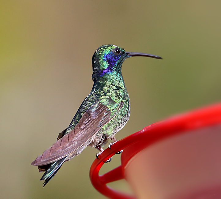 Green Violetear Hummingbird 9 CostaRica TamiLodge Colibri thalassinus