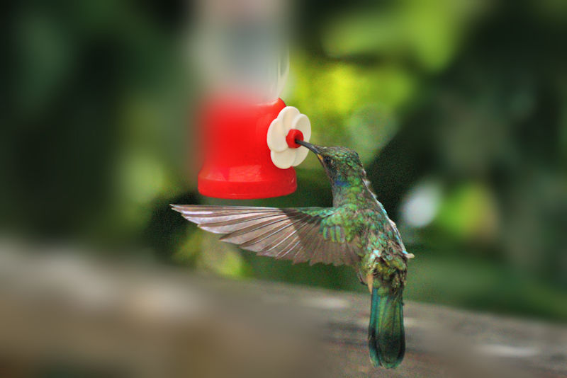 Green-crowned Brilliant Hummingbird LaSevegre Heliodoxa jacula