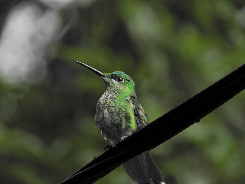 Green-crowned Hummingbird Monteverde Heliodoxa jacula