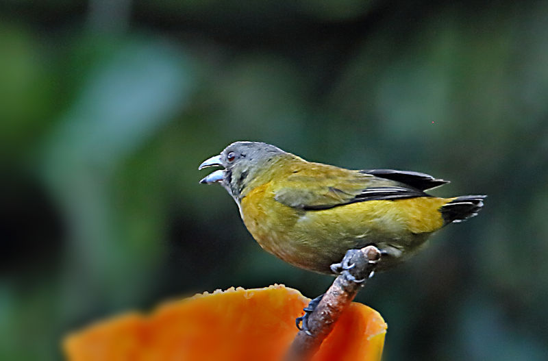 Grey-headed Tanager 2 CostaRica Arenal Eucometis penicillata