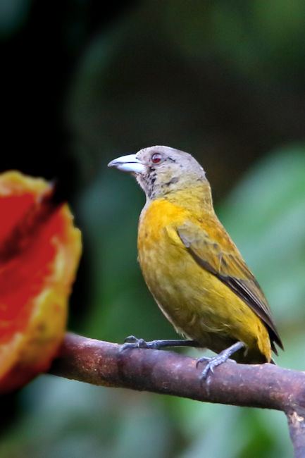 Grey-headed Tanager CostaRica Arenal Eucometis penicillata