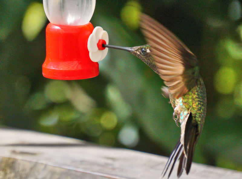 Magnificent Hummingbird 10 CostaRica LaSevegre Eugenes Fulgens