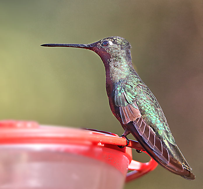 Magnificent Hummingbird 4 CostaRica TamiLodge LaSavegre Eugenes fulgens