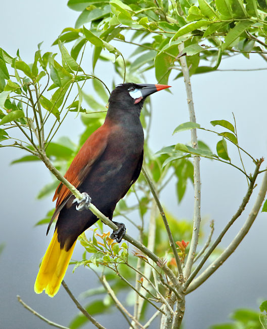 Montezuma Oropendo CostaRica Arenal Psarocolius montezuma