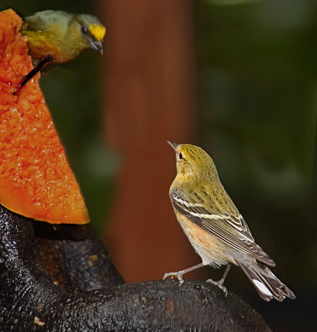 Olive-backed  Euphonia upperL CostaRica LaSelva Euphonia gouldi