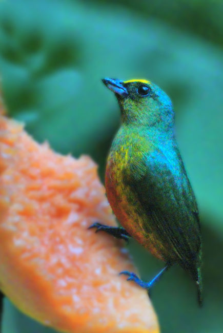 Olive-backed Euphonia Male LaSelva Euphonia gouldi