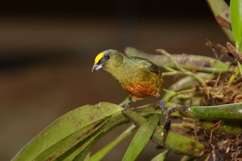 Olive-backed Euphonia 3 CostaRica LaSelva Euphonia gouldi