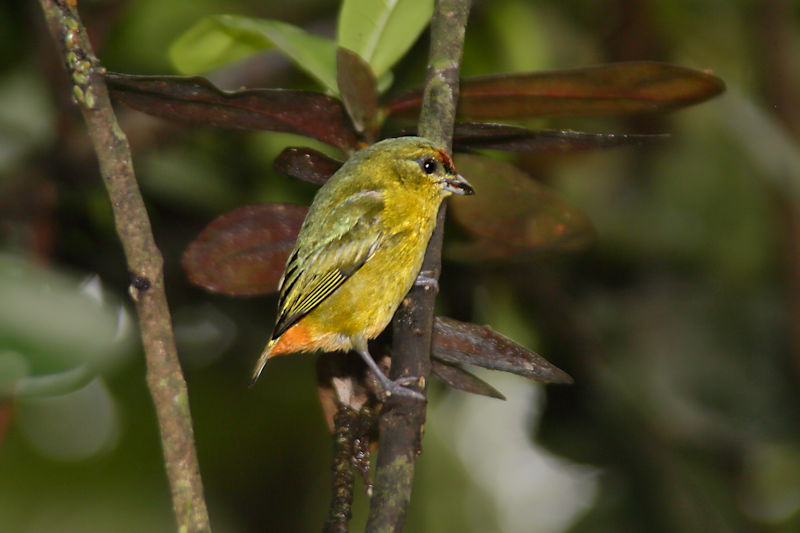 Olive-backed Euphonia 4 CostaRica LaSelva Euphonia gouldi