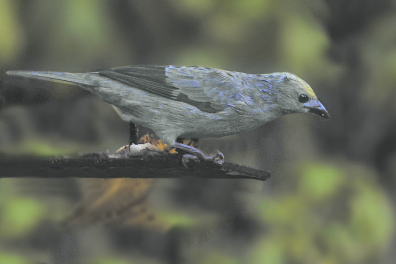 Palm Tanager CostaRica Monteverde Thraupis palmarum