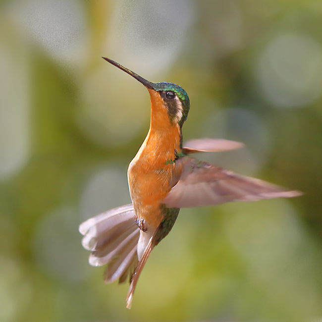 Purple-throated Mountaingem Hummingbird 3 CostaRica LaSavegre Lampornis calolaemus Female