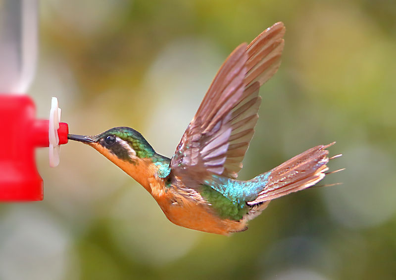 Purple-throated Mountaingem Hummingbird 4 CostaRica LaSavegre Lampornis calolaemus Female