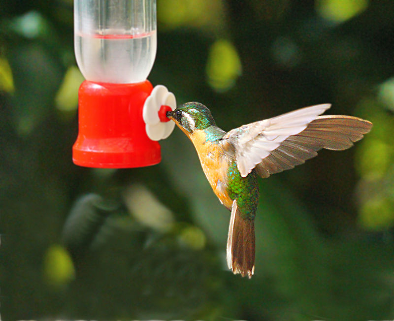 Purple-throated Mountaingem Hummingbird Female 2 LaSevegre Lampornis calolaemus