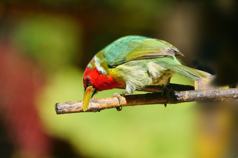 Red-headed Barbet CostaRica LaSevegre Eubucco bourcierii