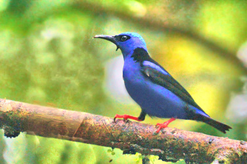 Red-legged Honeycreeper 2 CostaRica LaSelva Cyanerpes cyaneus