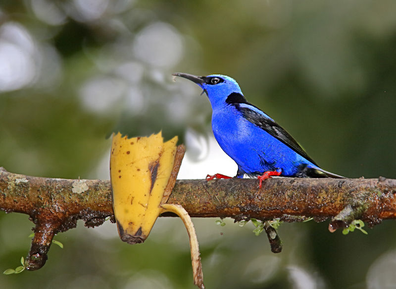 Red-legged Honeycreeper 3 CostaRica LaSelva Cyanerpes cyaneus