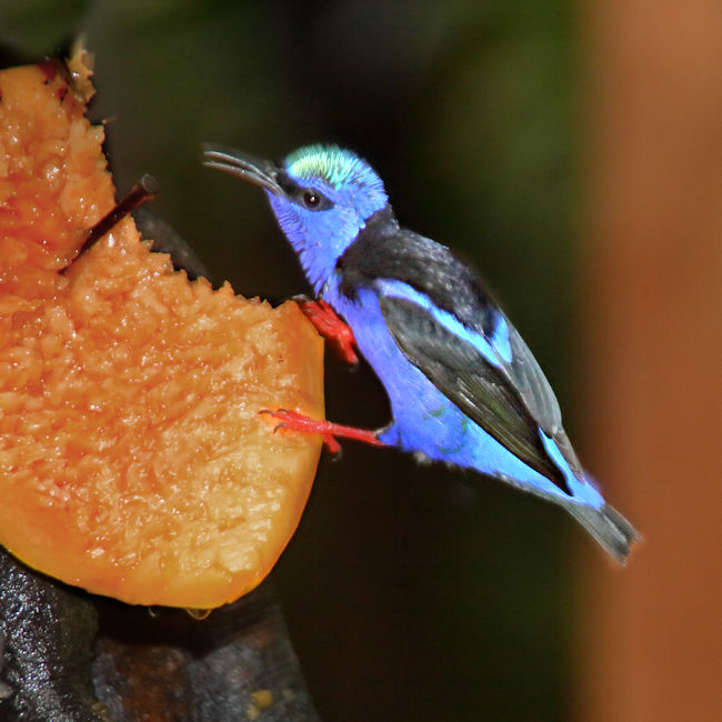 Red-legged Honeycreeper CostaRica LaSelva Cyanerpes cyaneus