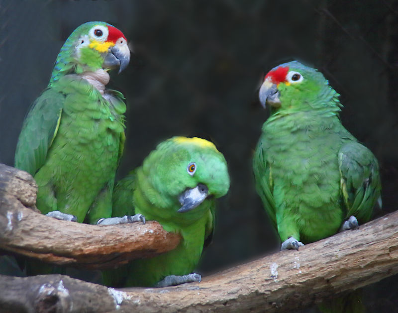 Red-lored Amazon CostaRica Monteverde Amazona autumnalis
