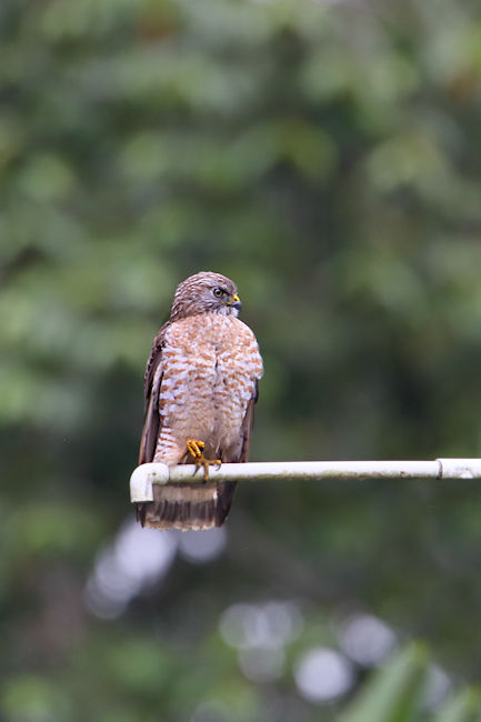 Roadside Hawk 2 CostaRica LaSelva Rupornis magnirostris Juvenile