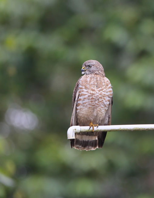 Roadside Hawk CostaRica LaSelva Rupornis magnirostris Juvenile